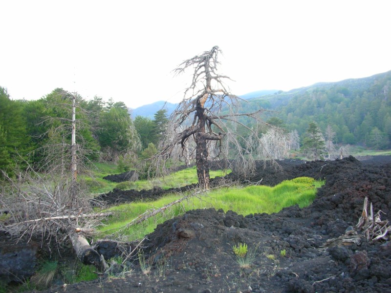 La foresta 